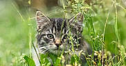 Bearbear is registered to the contest to win money with this photo: animal, cat, closeup, curious, cute, daylight, ears, eyes, feline, flora, grass, greenery, kitten, nature, outdoor, pet, portrait, soft_focus, wildflowers, young