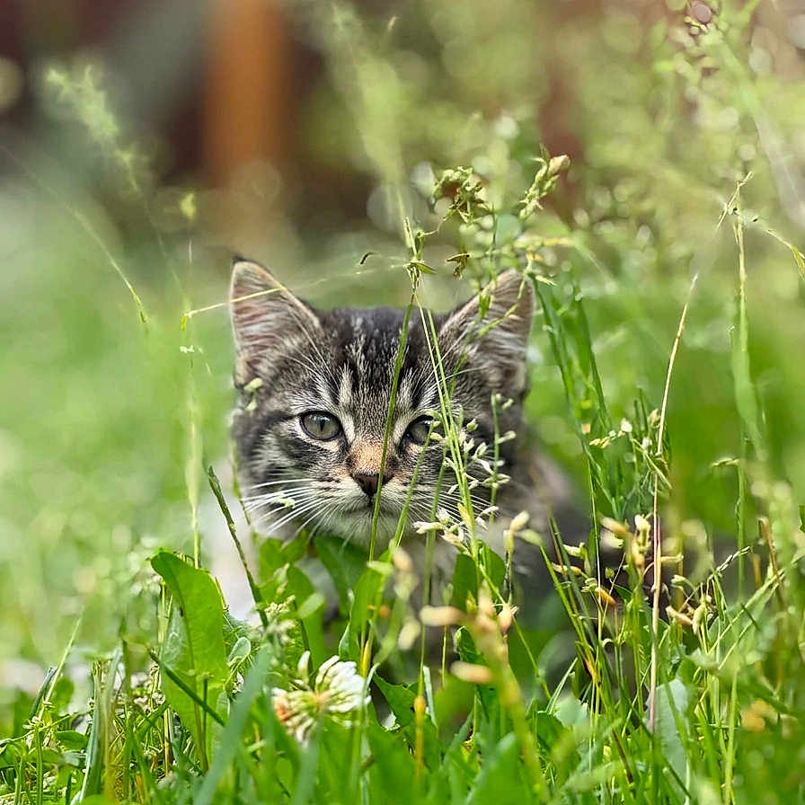 Bearbear is registered to the contest to win money with this photo: kitten, cat, grass, greenery, nature, wildflowers, outdoor, young, animal, pet, curious, cute, feline, closeup, portrait, eyes, ears, flora, daylight, soft_focus