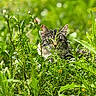 Bearbear is registered to the contest to win money with this photo: cat, tabby, greenery, plants, nature, outdoor, grass, wildflowers, animal, mammal, pet, feline, camouflage, sunlight, leaf, bush, eyes, whiskers, closeup, portrait