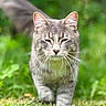 cat, gray_tabby, grass, outdoor, animal, whiskers, walking, nature, greenery, pet, feline, closeup, blurred_background, fur, mammal, daylight, cute, portrait, ears, focused