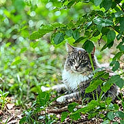 Spazz is registered to the contest to win money with this photo: cat, animal, outdoor, greenery, leaves, forest_floor, nature, feline, wildlife, grass, plants, relaxing, fur, eyes, mammal, whiskers, daylight, bokeh, closeup, natural_light