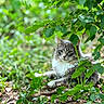 cat, animal, outdoor, greenery, leaves, forest_floor, nature, feline, wildlife, grass, plants, relaxing, fur, eyes, mammal, whiskers, daylight, bokeh, closeup, natural_light