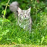 cat, grass, greenery, outdoor, nature, animal, feline, whiskers, eyes_closed, blurred_background, leaf, plant, garden, peaceful, closeup, walking, daylight, soft_focus, tail, mammal