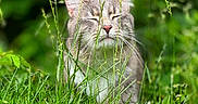 Spazz joined the competition — help win amazing prizes! cat, grass, greenery, outdoor, nature, pet, animal, feline, peaceful, relaxed, plant, leaf, wildlife, closeup, mammal, blurred_background, sunlight, whiskers, ears, nose