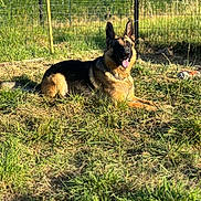 Tao participe au concours pour gagner de l'argent avec cette photo : dog, german_shepherd, grass, outdoor, sunlight, pet, animal, happy, tongue_out, fence, nature, canine, summer, lying_down, collar, ears_up, yard, greenery, playful, domestic_animal