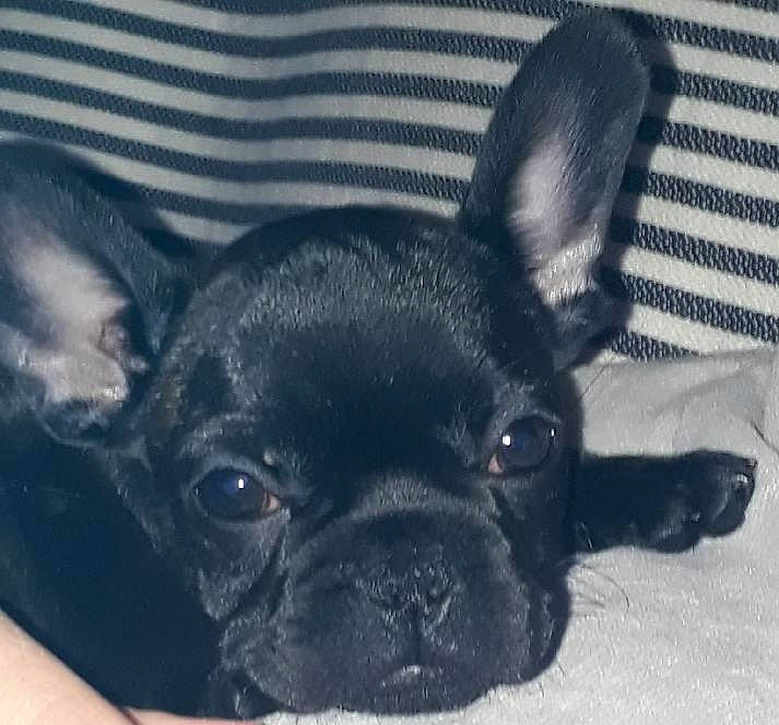 Poncho a rejoint le concours — aidez-le/la à gagner de superbes lots ! boston_terrier, bulldog, canidae, carnivore, companion_dog, dog, dog_breed, ear, fawn, french_bulldog, mammal, non_sporting_group, puppy, snout, toy_bulldog, toy_dog, vertebrate