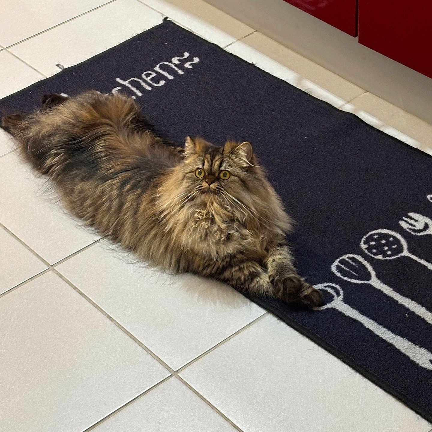 Mia a rejoint le concours — aidez-le/la à gagner de superbes lots ! angora, animal, cat, doormat, homedecor, kitten, manx, mat, pattern, pet, rug
