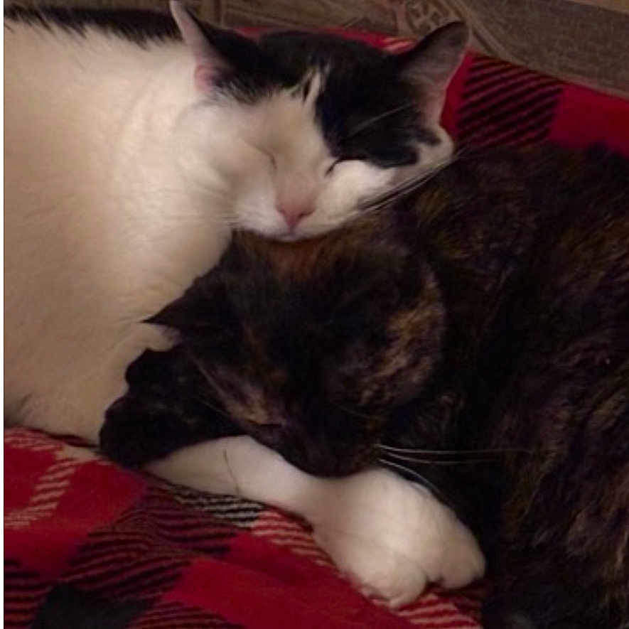 Toby And Coco is registered to the contest to win money with this photo: animals, black_and_white_cat, blanket, cat, closeup, comfort, companion, cozy, cuddle, cute, domestic_cat, feline, fur, indoor, pets, relaxation, resting, sleeping, tabby_cat, two_cats