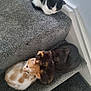 Dzidzia joined the competition — help win amazing prizes! kitten, cat, carpet, stairs, animal, pet, feline, cute, fur, resting, indoors, small, group, cozy, multicolor, black, white, orange, tabby, sleeping