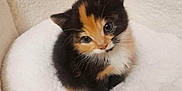 Dzidzia joined the competition — help win amazing prizes! kitten, calico, cat, pet_bed, cozy, fluffy, cute, small, fur, animal, indoors, looking_up, young, soft, domestic_cat, adorable, resting, companion, feline, cute_pet