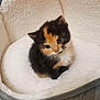 kitten, calico, cat, pet_bed, cozy, fluffy, cute, small, fur, animal, indoors, looking_up, young, soft, domestic_cat, adorable, resting, companion, feline, cute_pet