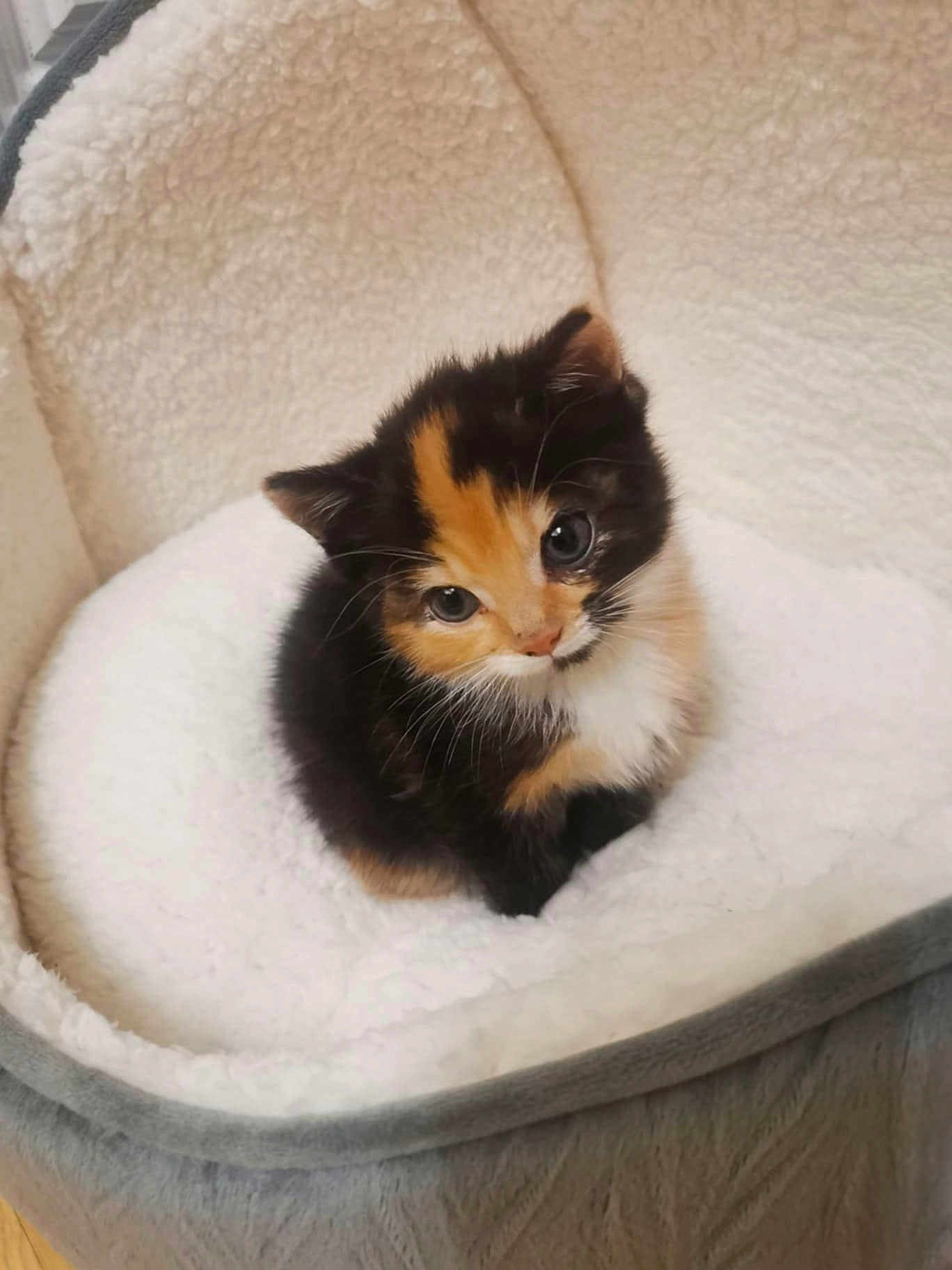 Dzidzia joined the competition — help win amazing prizes! kitten, calico, cat, pet_bed, cozy, fluffy, cute, small, fur, animal, indoors, looking_up, young, soft, domestic_cat, adorable, resting, companion, feline, cute_pet