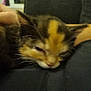 Dzidzia is registered to the contest to win money with this photo: kitten, cat, sleeping, hand, lap, closeup, furry, pet, animal, resting, blurred, soft, domestic, cute, young, fur, whiskers, indoor, comfort, relaxation