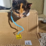 Dzidzia joined the competition — help win amazing prizes! kitten, cat, calico, cardboard_box, toy, pipe_cleaner, indoor, curious, pet, animal, feline, playful, carpet, sunlight, shadow, close_up, cute, whiskers, young, domestic