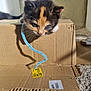 kitten, cat, calico, cardboard_box, toy, pipe_cleaner, indoor, curious, pet, animal, feline, playful, carpet, sunlight, shadow, close_up, cute, whiskers, young, domestic