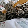 Kris joined the competition — help win amazing prizes! animal, bed, bedding, cat, close_up, curious, cute, domestic, feline, fur, indoor, paws, pet, playful, relaxed, resting, striped, tabby, whiskers, wooden_object