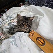 Kris is registered to the contest to win money with this photo: animal, bed, blanket, cat, comfort, cozy, curious, floral, fur, furniture, home, indoor, kitten, massage_tool, pet, relaxing, resting, tabby, whiskers, wooden