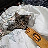animal, bed, blanket, cat, comfort, cozy, curious, floral, fur, furniture, home, indoor, kitten, massage_tool, pet, relaxing, resting, tabby, whiskers, wooden