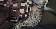 Kris joined the competition — help win amazing prizes! animal, blanket, cat, comfort, cozy, cushion, cute, feline, fur, indoor, kitten, napping, paw, pet, relaxed, resting, sleeping, soft, spotted, striped