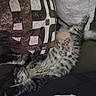 animal, blanket, cat, comfort, cozy, cushion, cute, feline, fur, indoor, kitten, napping, paw, pet, relaxed, resting, sleeping, soft, spotted, striped