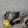 Kris is registered to the contest to win money with this photo: animal, carpet, cat, cozy, cute, domestic_cat, fur, indoor, paws, pet, playful, plush_toy, relaxed, resting, sleeping, striped, tabby, whiskers, yellow_toy, young_cat