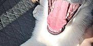 Willow joined the competition — help win amazing prizes! animal, canine, close_up, companion, cute, dog, domestic_animal, ears, friendly, fur, happy, indoor, mouth_open, paw, pet, playful, quilted_surface, smiling, sunlight, tongue_out