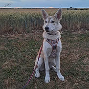 Willow is registered to the contest to win money with this photo: animal, canine, cloud, collar, dog, ears, field, fur, grass, harness, landscape, leash, muzzle, nature, outdoor, pet, quiet, sitting, sky, wheat