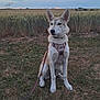 animal, canine, cloud, collar, dog, ears, field, fur, grass, harness, landscape, leash, muzzle, nature, outdoor, pet, quiet, sitting, sky, wheat