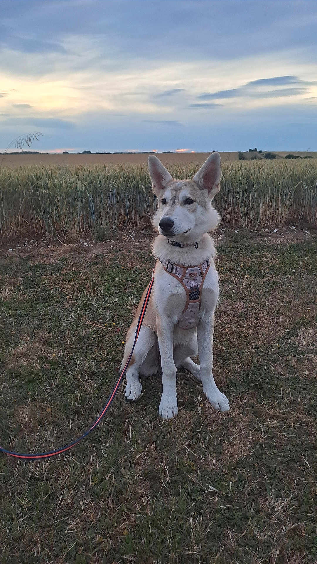 Willow