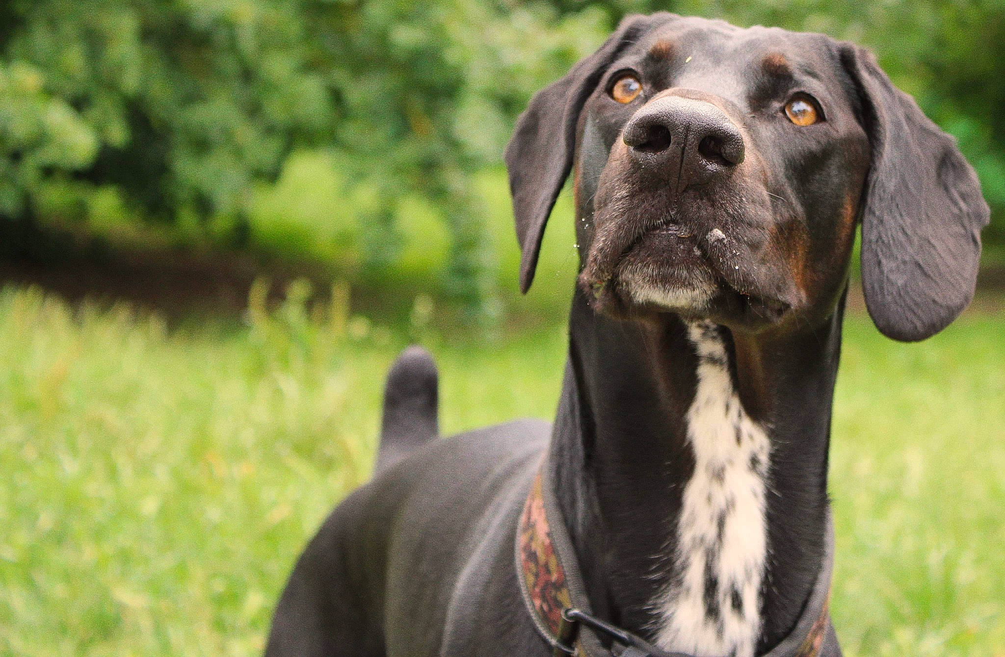 Raider participe au concours pour gagner de l'argent avec cette photo : ancient_dog_breeds, canidae, carnivore, dog, dog_breed, german_shorthaired_pointer, great_dane, guard_dog, hanover_hound, hunting_dog, mammal, non_sporting_group, plott_hound, pointer, polish_hunting_dog, rare_breed_dog, snout, sporting_group, vertebrate, working_dog