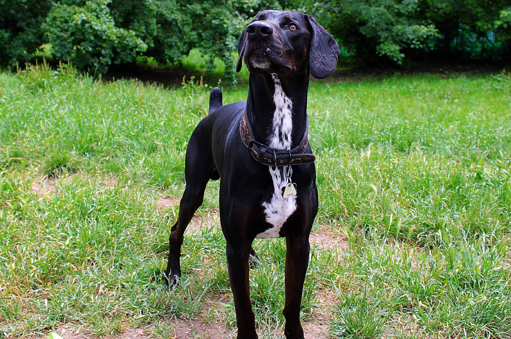 Raider a rejoint le concours — aidez-le/la à gagner de superbes lots ! canidae, carnivore, dog, dog_breed, german_shorthaired_pointer, great_dane, hunting_dog, mammal, non_sporting_group, plant, pointer, pointing_breed, rare_breed_dog, sporting_group, vertebrate, working_dog