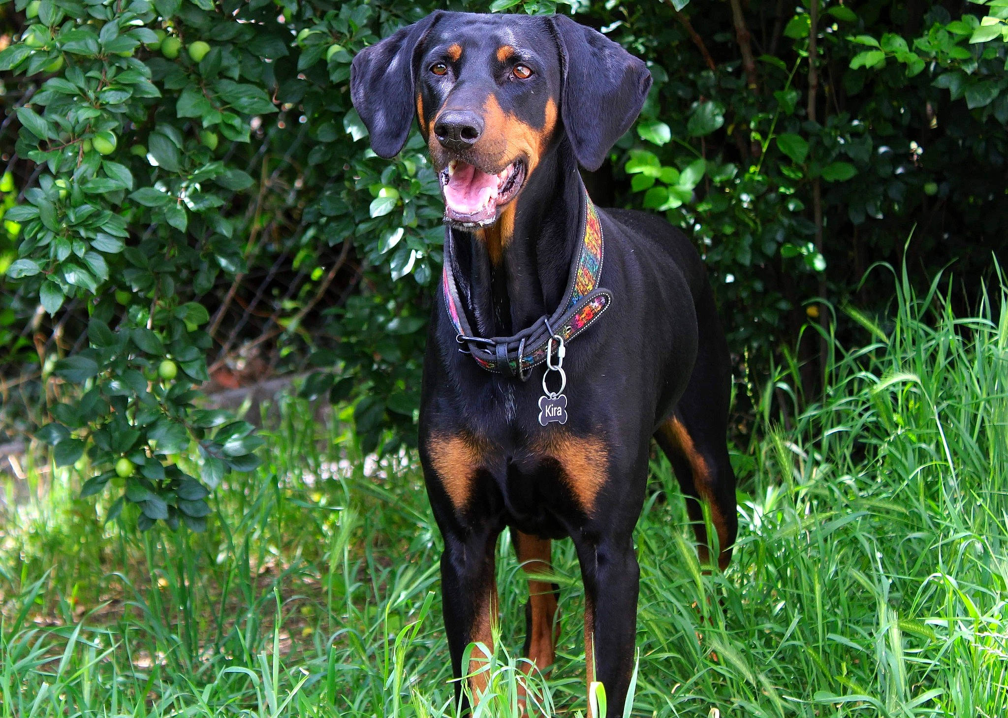 Kira participe au concours pour gagner de l'argent avec cette photo : austrian_black_and_tan_hound, canidae, carnivore, dog, dog_breed, german_pinscher, guard_dog, hellenikos_ichnilatis, hound, huntaway, hunting_dog, lithuanian_hound, mammal, montenegrin_mountain_hound, pinscher, polish_hunting_dog, smaland_hound, transylvanian_hound, tyrolean_hound, vertebrate