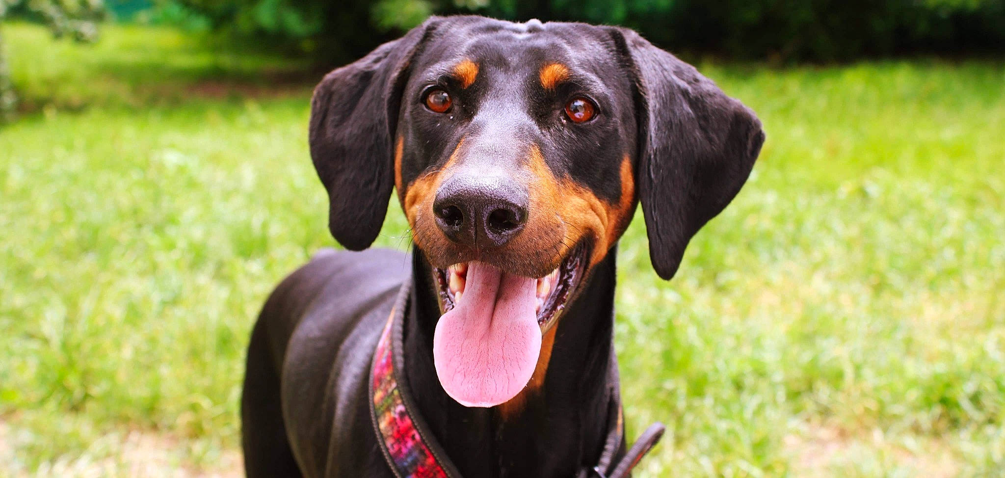 Kira participe au concours pour gagner de l'argent avec cette photo : austrian_black_and_tan_hound, black_and_tan_coonhound, canidae, carnivore, dog, dog_breed, guard_dog, hellenikos_ichnilatis, hound, hunting_dog, lithuanian_hound, mammal, montenegrin_mountain_hound, polish_hunting_dog, rare_breed_dog, snout, transylvanian_hound, tyrolean_hound, vertebrate, working_dog