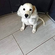 Raven participe au concours pour gagner de l'argent avec cette photo : animal, cabinet, companion, curious, cute, dog, domestic, floor_tiles, floppy_ears, indoor, looking_up, pet, portrait, puppy, reflection, sitting, small_dog, tile_floor, white_dog, young_dog