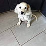 animal, cabinet, companion, curious, cute, dog, domestic, floor_tiles, floppy_ears, indoor, looking_up, pet, portrait, puppy, reflection, sitting, small_dog, tile_floor, white_dog, young_dog