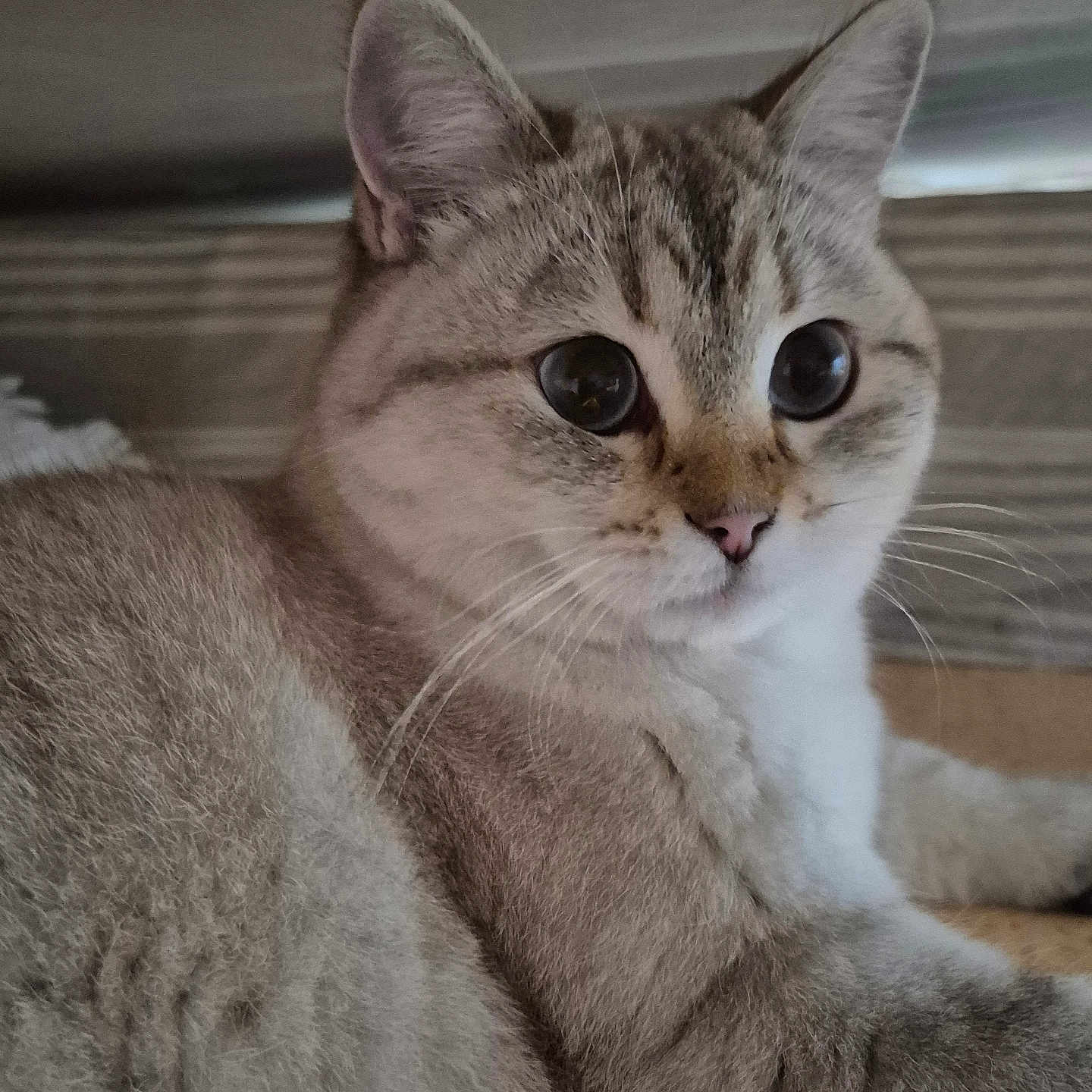 Choupette participe au concours pour gagner de l'argent avec cette photo : abyssinian, angora, animal, cat, couch, egyptiancat, furniture, kitten, manx, pet, siamese