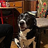 animal, black_and_white, chair, colorful_wall, cozy, decor, dog, eyes, floor, fur, happy, indoor, kitchen, looking_up, mouth_open, peacock_feather_pattern, pet, sitting, table, wooden_cabinet