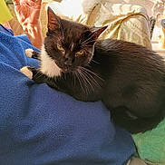 Ninja is registered to the contest to win money with this photo: animal, black_and_white, blanket, blue_blanket, cat, comfort, cozy, domestic, ear, feline, fur, home, human_hand, indoor, pet, relaxing, resting, shadow, sunlight, whiskers