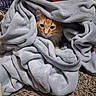 Colby Jack is registered to the contest to win money with this photo: animal, blanket, carpet, cat, comfort, cozy, curious, cute, feline, folded_blanket, fur, hiding, home, indoor, orange_cat, pet, relaxed, resting, soft, warm