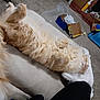 Colby Jack joined the competition — help win amazing prizes! cat, fluffy, orange_cat, lying_down, cushion, carpet, indoor, relaxed, pet, furniture, box, home, cozy, paws, tail, sleepy, animal, domestic, cute, resting