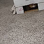 cat, cardboard_box, carpet, indoor, pet, animal, curious, hiding, cozy, feline, floor, cute, domestic, home, playful, resting, small, box, whiskers, shadow