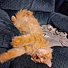 Colby Jack is registered to the contest to win money with this photo: animal, blanket, cat, couch, cozy, curious, ears, fluffy, fur, furniture, indoor, orange_cat, paws, pet, playful, relaxed, soft_texture, stretching, upside_down, whiskers