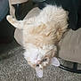 cat, fluffy, upside_down, beige_chair, carpet, indoor, pet, feline, curious, whiskers, ears, fur, relaxed, home, animal, cute, looking, resting, soft, domestic