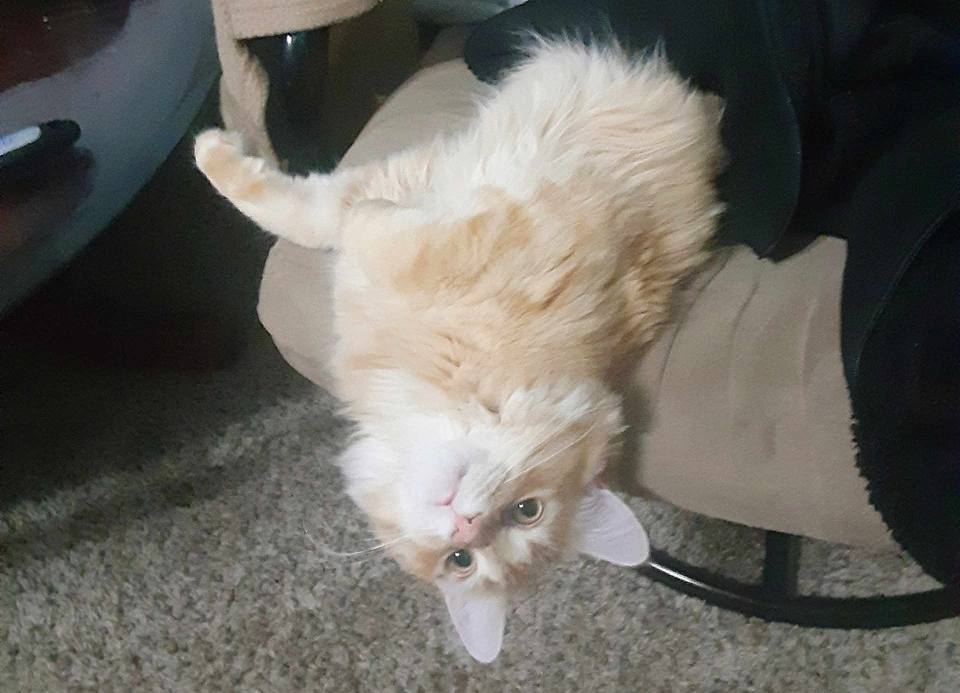 Colby Jack