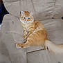 Colby Jack joined the competition — help win amazing prizes! cat, orange_tabby, fluffy, couch, furniture, indoor, pet, animal, relaxed, sitting, tail, whiskers, ears, fur, home, domestic, cozy, looking, cute, resting