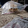 animal, brown, cable, carpet, cat, closeup, curious, domestic, eyes, floor, furniture, head, indoor, mischievous, orange_cat, peeking, pet, plastic, plastic_bag, playful