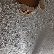 Colby Jack is registered to the contest to win money with this photo: cat, orange_cat, white_cat, peeking, carpeted_ledge, ceiling, shadow, curious, indoor, pet, animal, feline, texture, playful, looking_down, closeup, whiskers, ears, paws, cute
