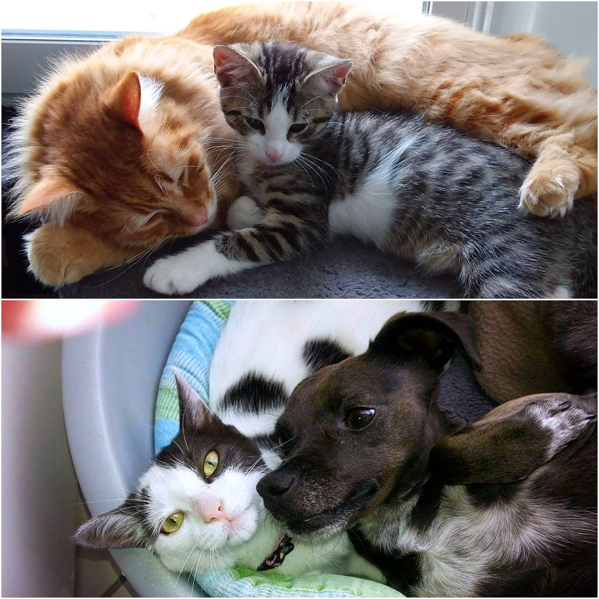 Puma Et Rambo a rejoint le concours — aidez-le/la à gagner de superbes lots ! american_shorthair, american_wirehair, asian, carnivore, cat, domestic_short_haired_cat, dragon_li, european_shorthair, felidae, fur, german_rex, kitten, photo_caption, polydactyl_cat, small_to_medium_sized_cats, tabby_cat, whiskers