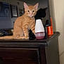 Akio joined the competition — help win amazing prizes! cat, orange_tabby, dressing_table, container, reflection, indoor, pet, fur, animal, curious, feline, ears, whiskers, collar, domestic, wooden_furniture, shadow, television, still_life, household
