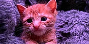 Akio is registered to the contest to win money with this photo: kitten, cat, orange_cat, fur, fluffy, blanket, purple_blanket, pet, cute, small, young, animal, whiskers, ears, paws, cozy, resting, indoor, soft, comfort